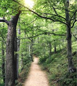 Weg durch grüne Bäume im Wald